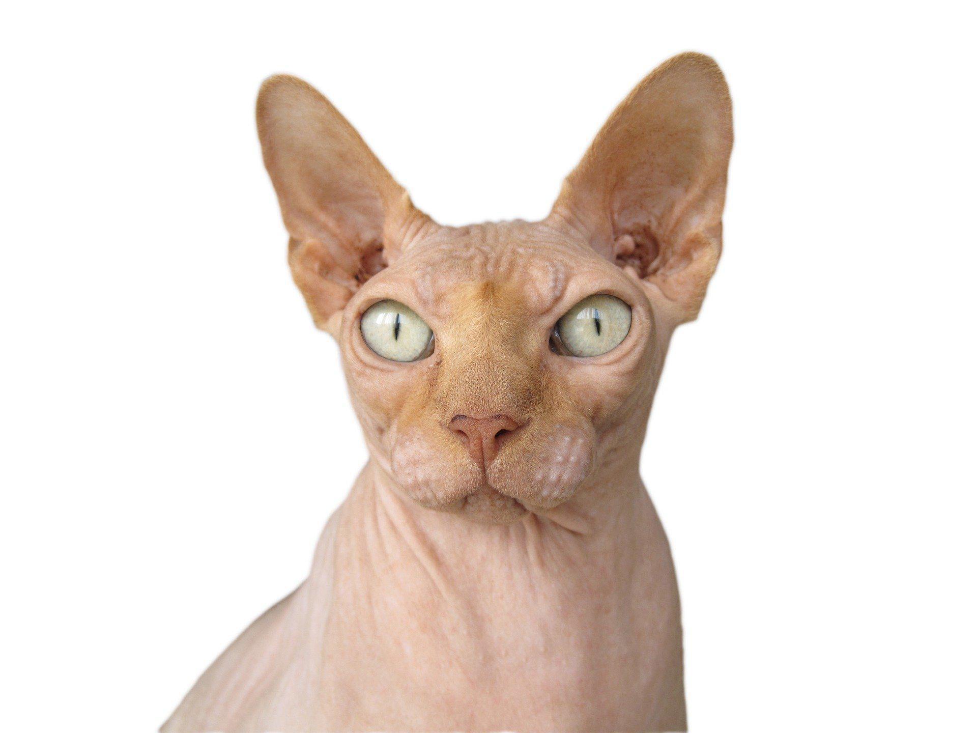 Sfenks - Mısır kedisi özellikleri, bakımı ve beslenmesi (Sfenks kedisi nedir Tüysüz kedi türleri)