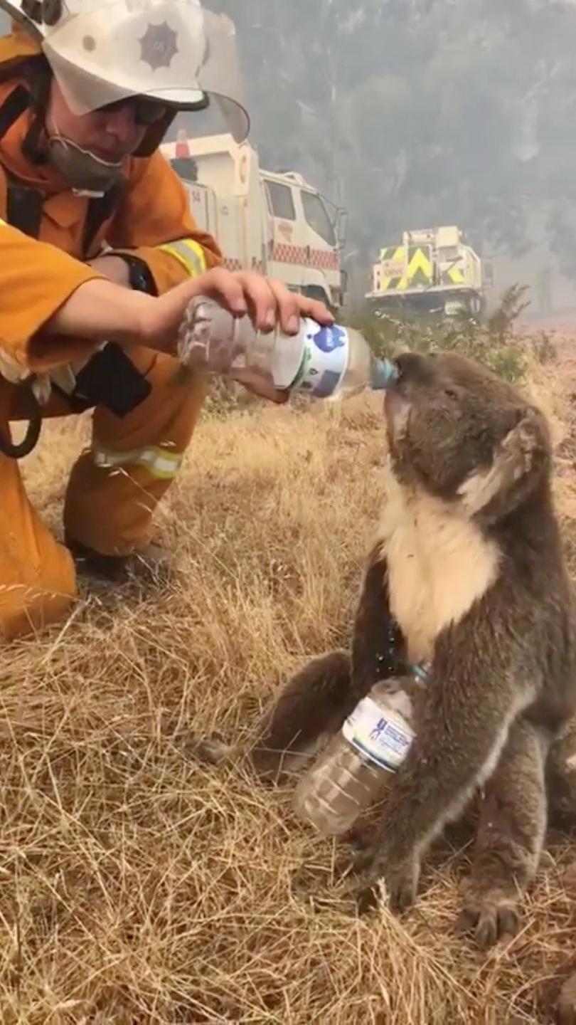 Avustralyadaki orman yangınında koalalar ölüyor