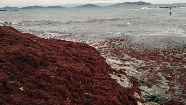 İstanbulda şaşırtan görüntü Sahil kızıla büründü