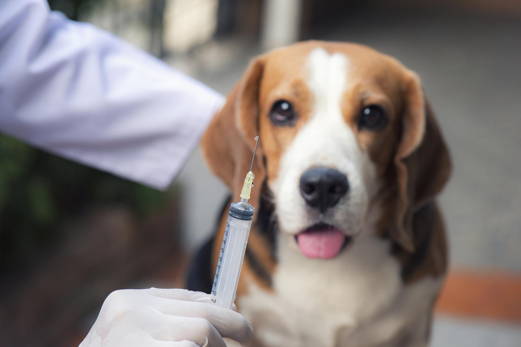 Köpek karma aşısı nedir Karma aşı hangi hastalıklar için