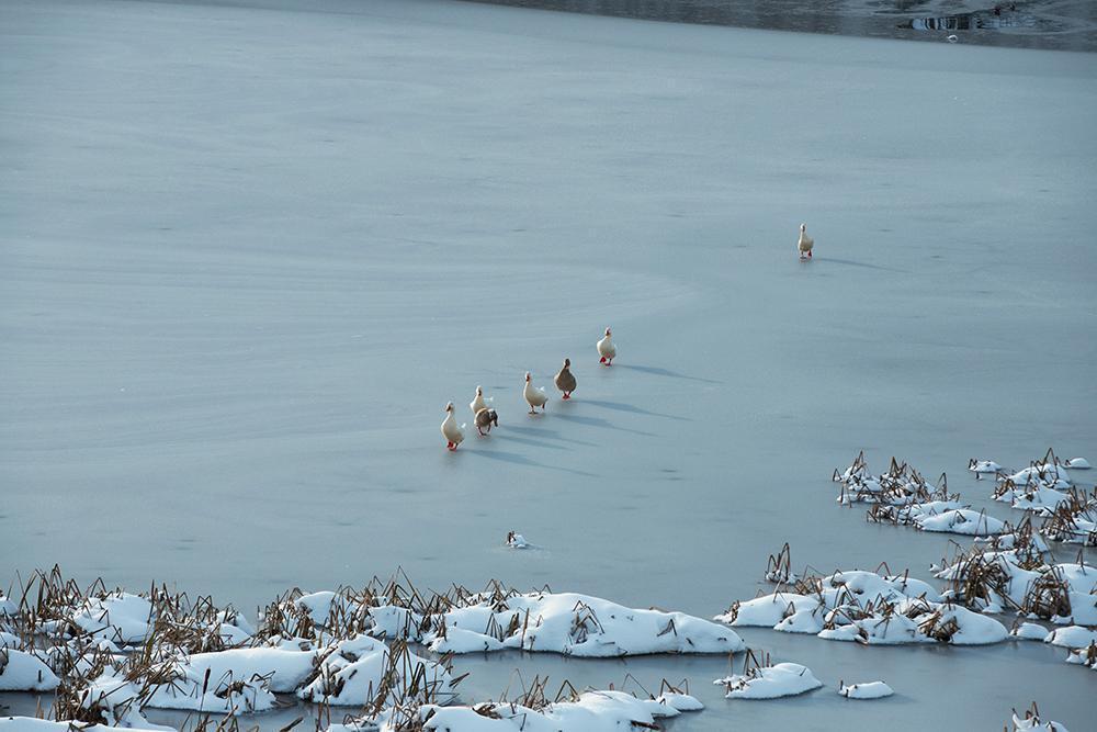Ördekler, buz tutan göletten böyle geçti