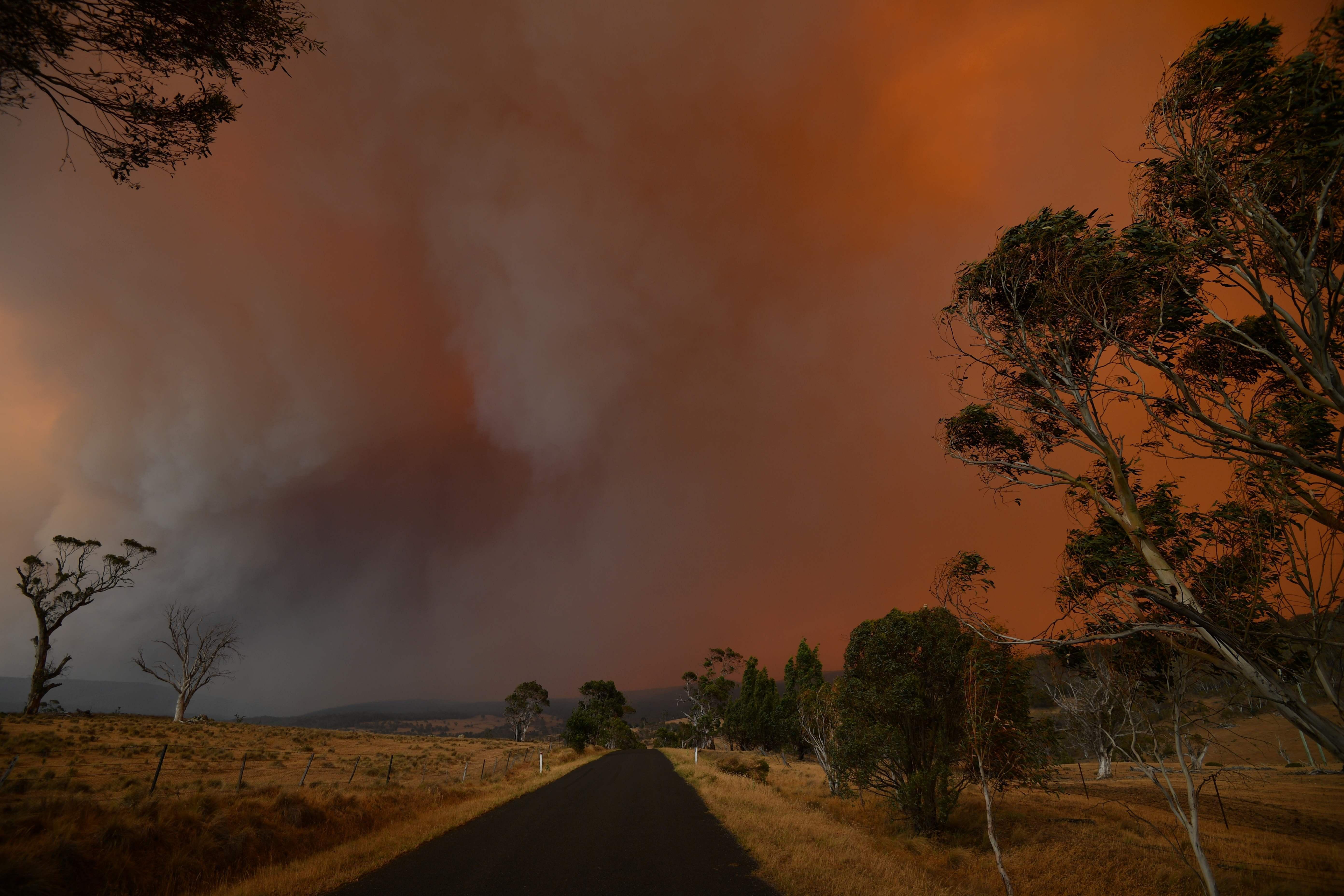 Avustralyadaki yangın faciası: 480 milyon hayvan öldü