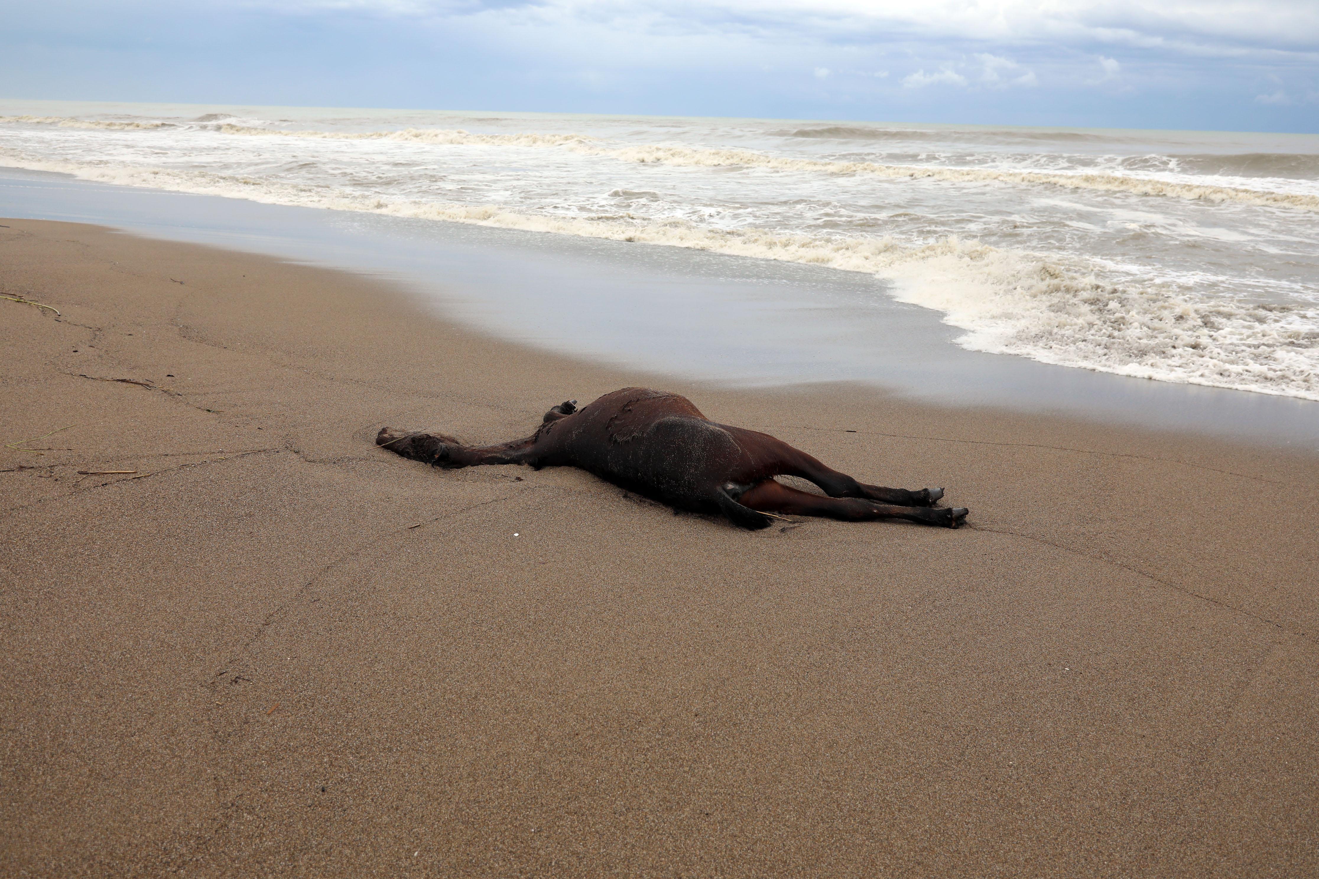Antalyada sahilde ölü bir at ve jet-ski bulundu