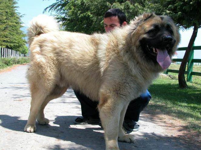 Kars Türk çoban köpeği özellikleri