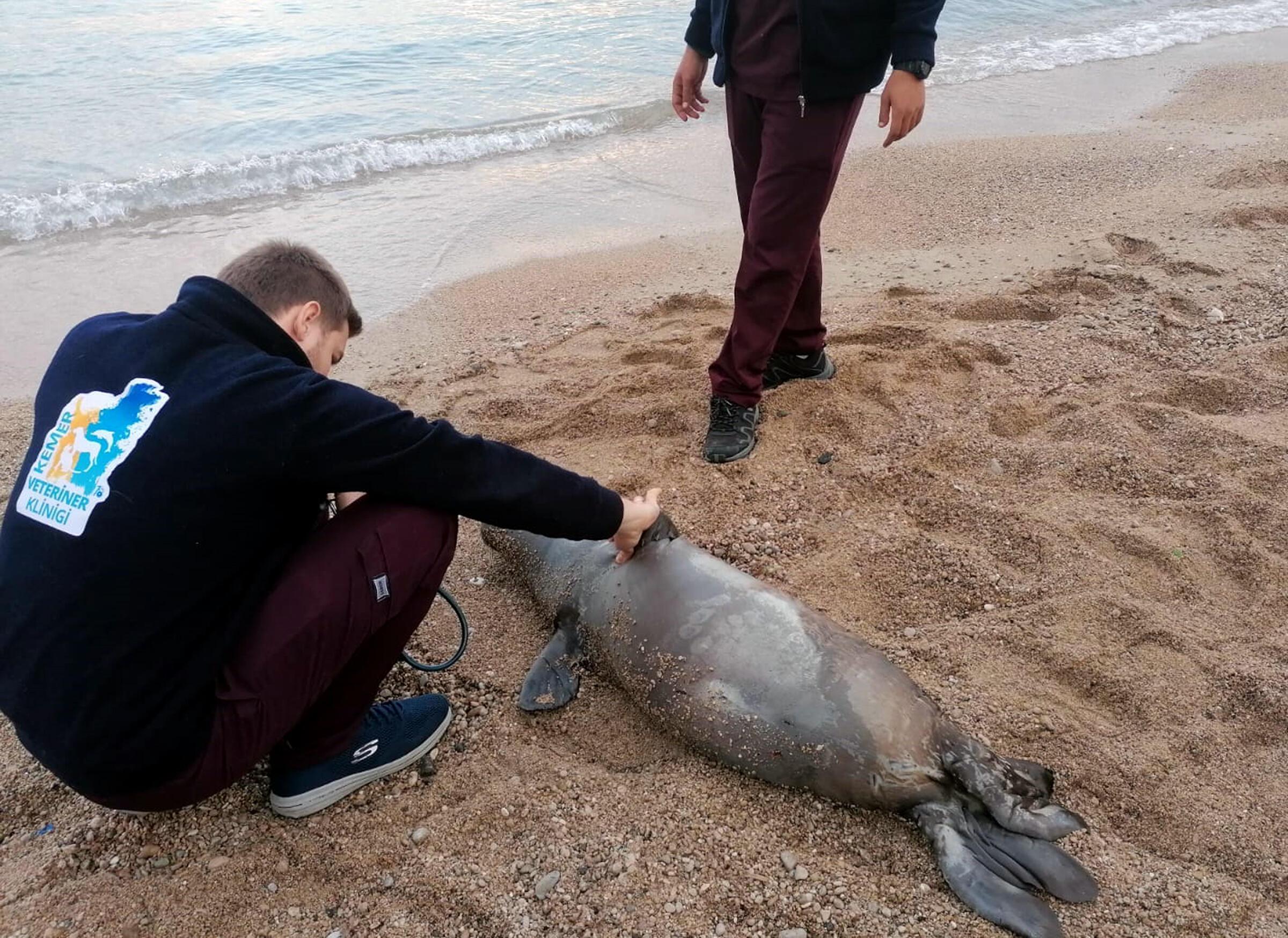 Acı görüntü Kemerde ölü Akdeniz foku kıyıya vurdu