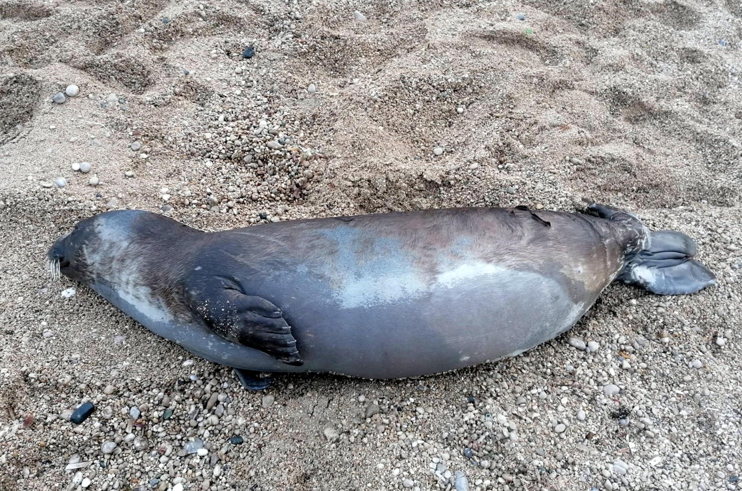 Acı görüntü Kemerde ölü Akdeniz foku kıyıya vurdu