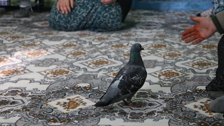 Hakkaride, ayağında İran notu olan güvercin bulundu