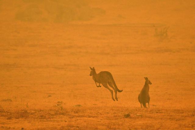 Avustralyada 5 günde 5 bin yabani deve öldürüldü