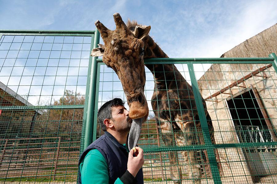 Zürafa Şakir 4 yıl sonra hayaline kavuşuyor