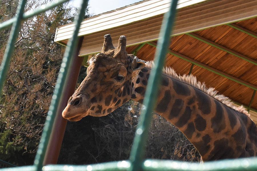 Zürafa Şakir 4 yıl sonra hayaline kavuşuyor