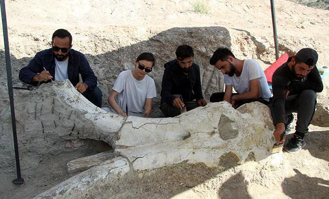 Fillerin atasına ait fosil Kayseride