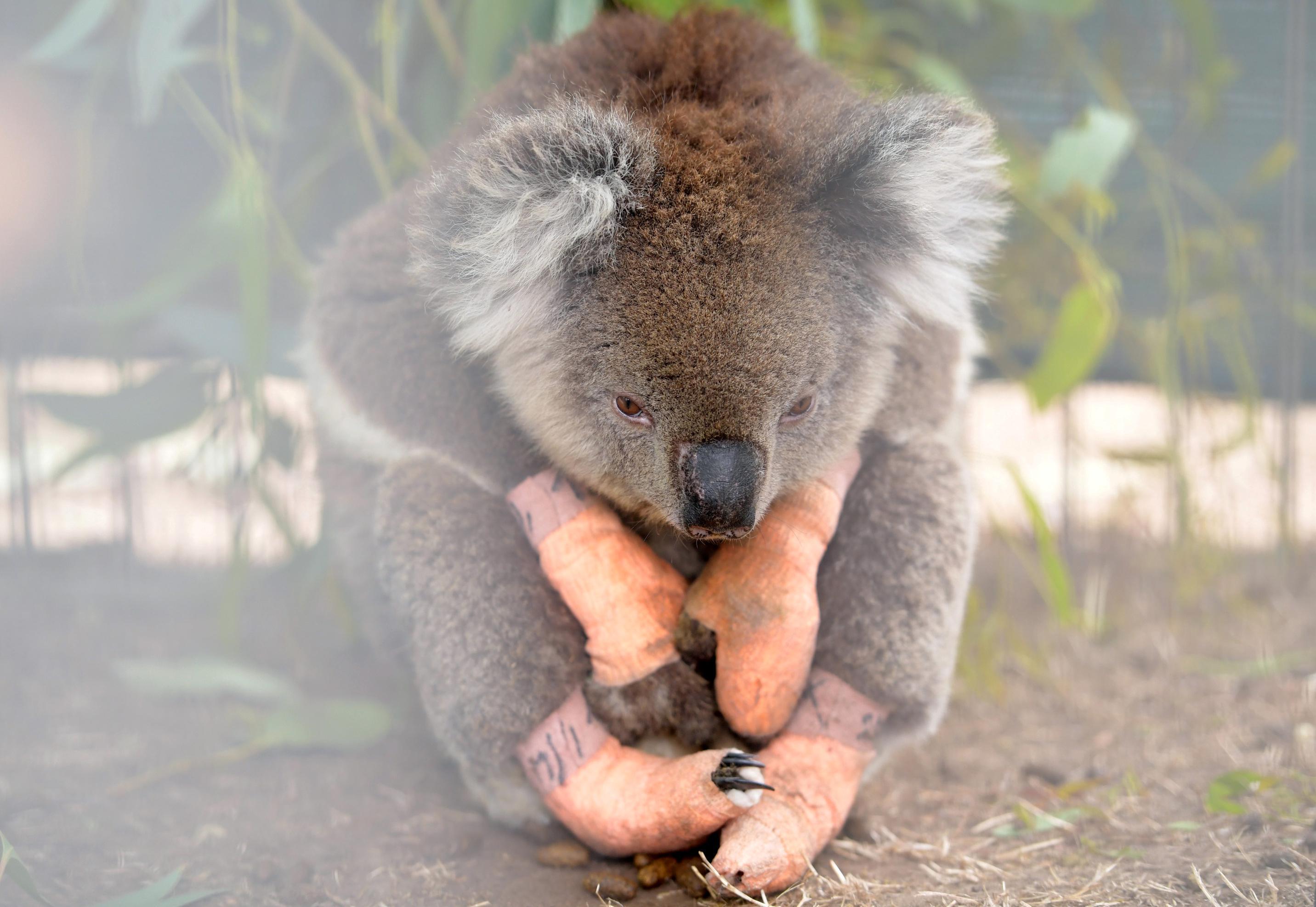 Avustralyadaki koalalar bu kez kereste için öldürüldü