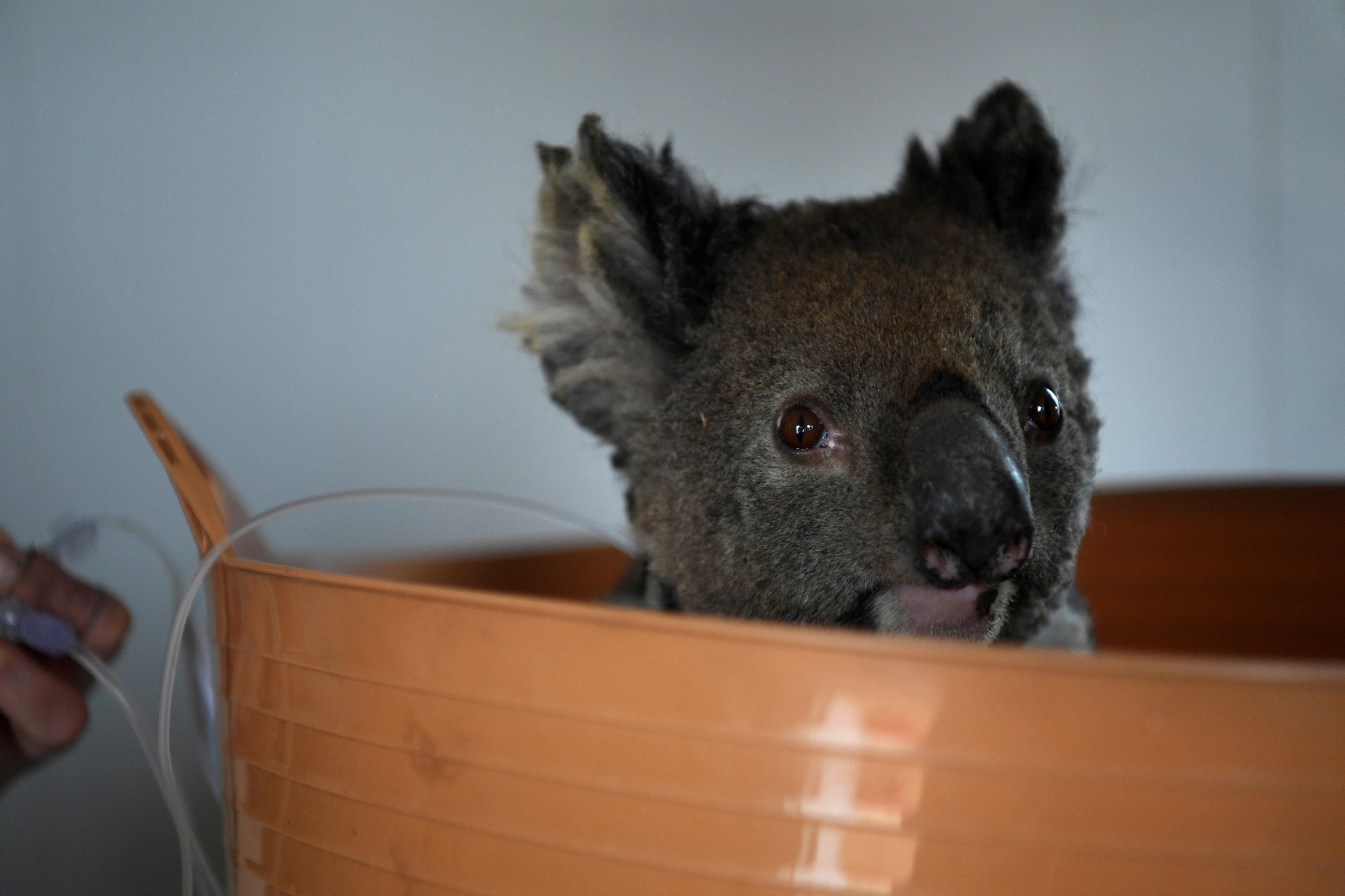 Avustralyadaki koalalar bu kez kereste için öldürüldü
