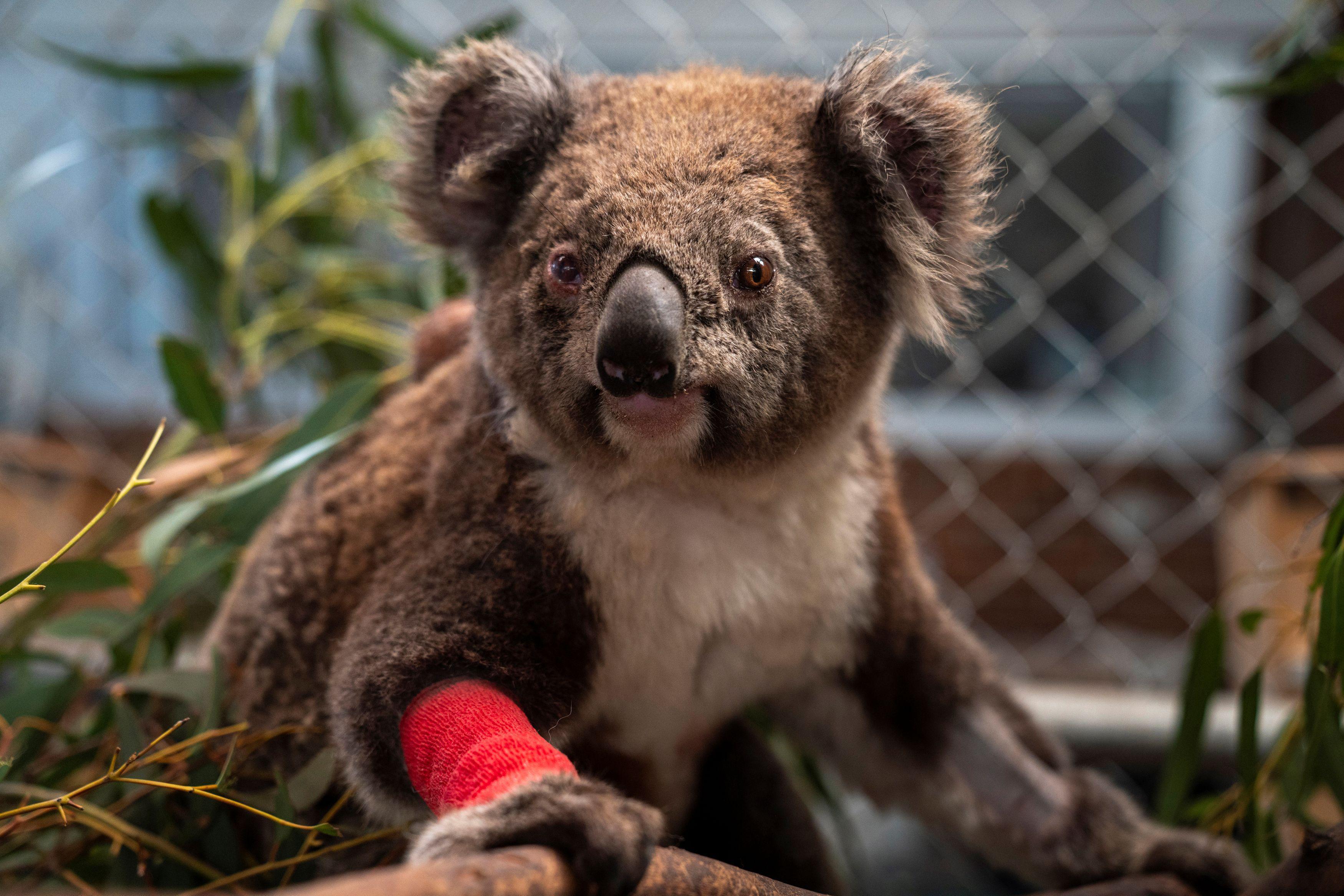 Avustralya hükümeti yangınların ardından acil müdahale gerektiren 113 yerli hayvan türü listeledi