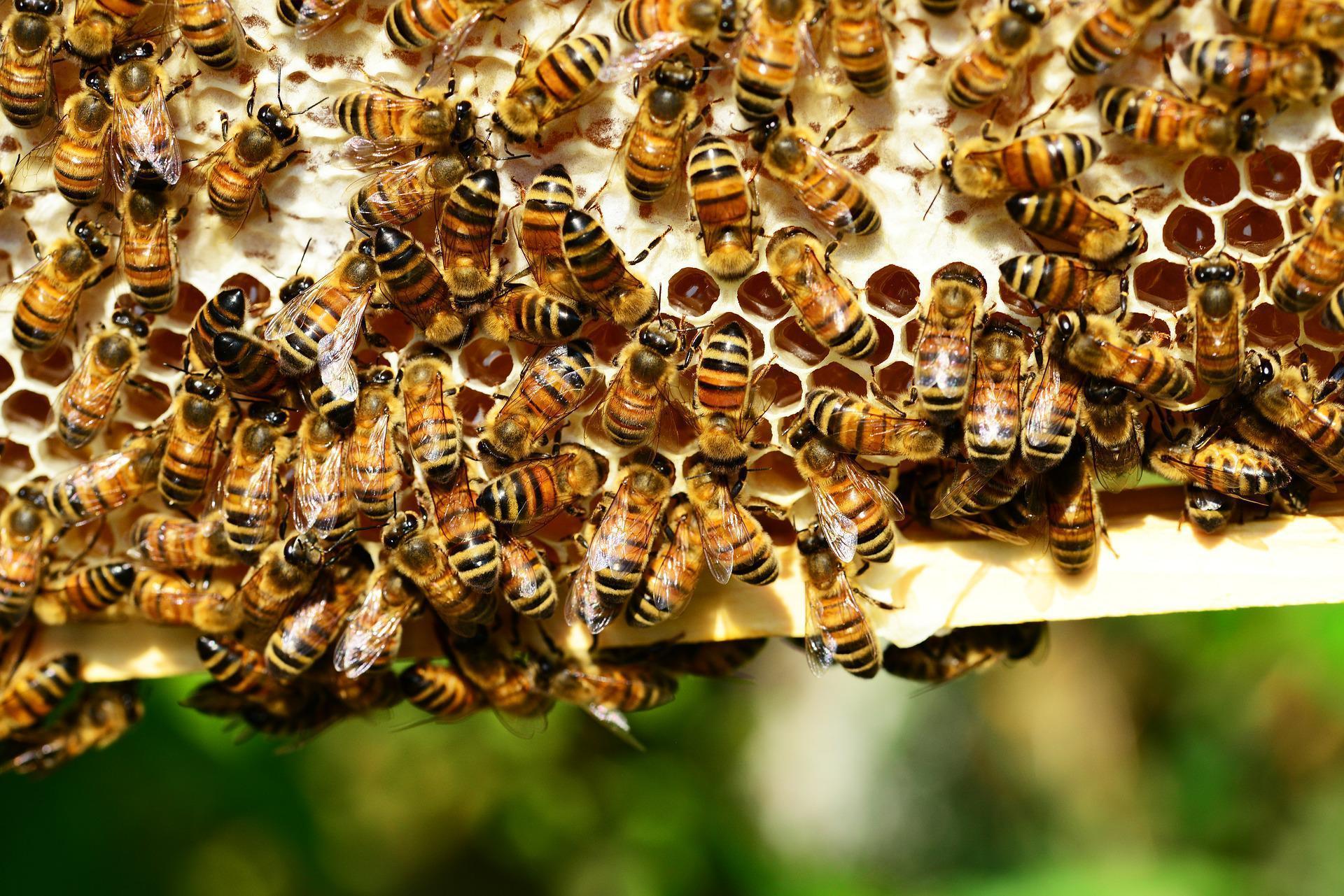 Arılar iletişim kurmak için dans ediyor