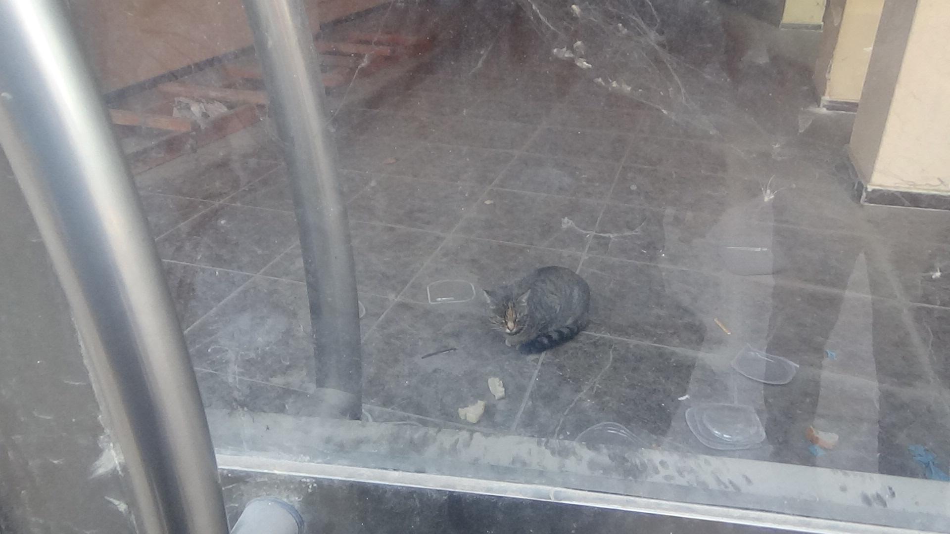 İş yerinde mahsur kalan kedi, kapı altından besleniyor