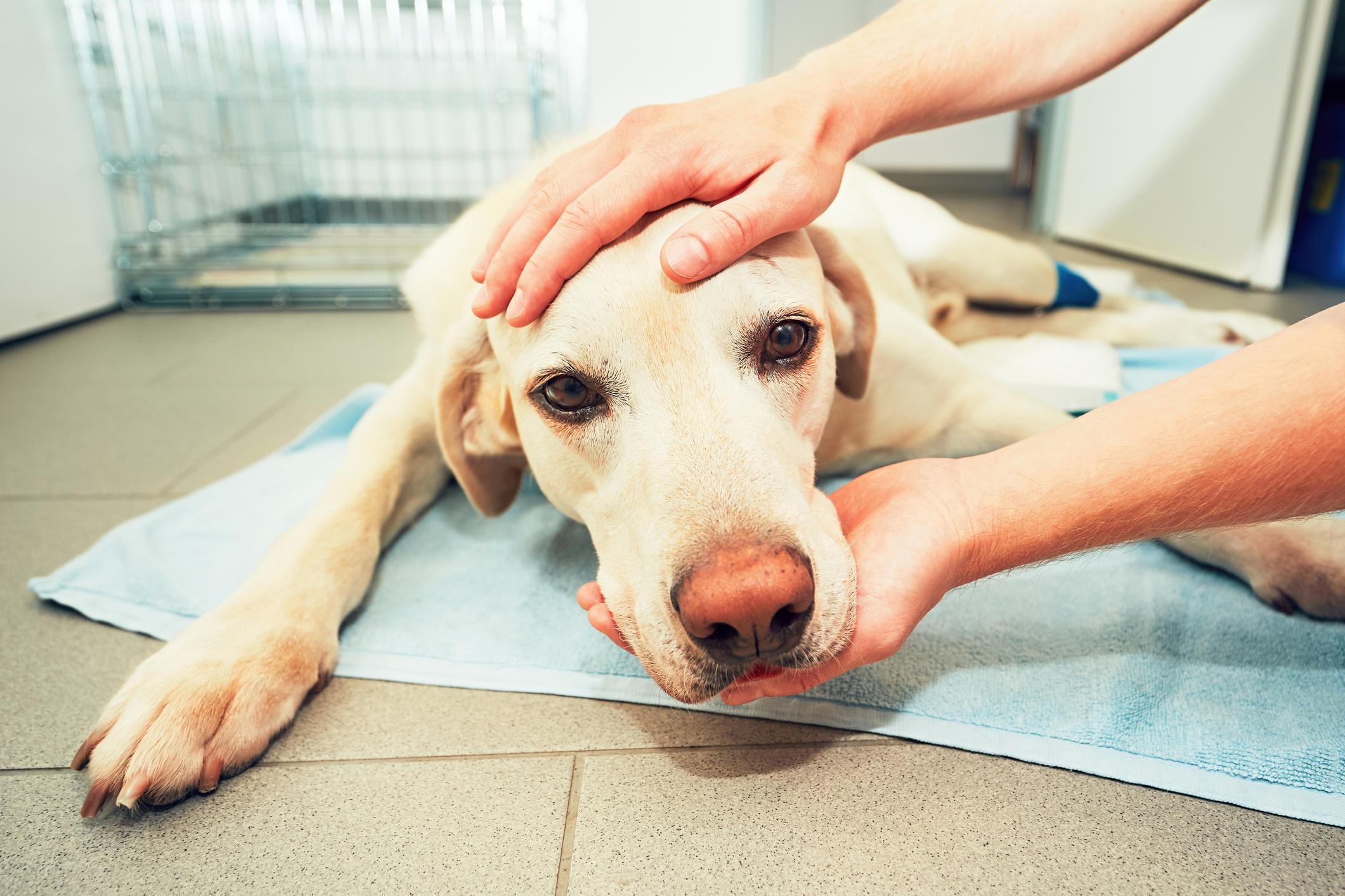 Köpeklerdeki kanseri tedavi etmek için kullanılan yöntem insanlara fayda sağlayabilir