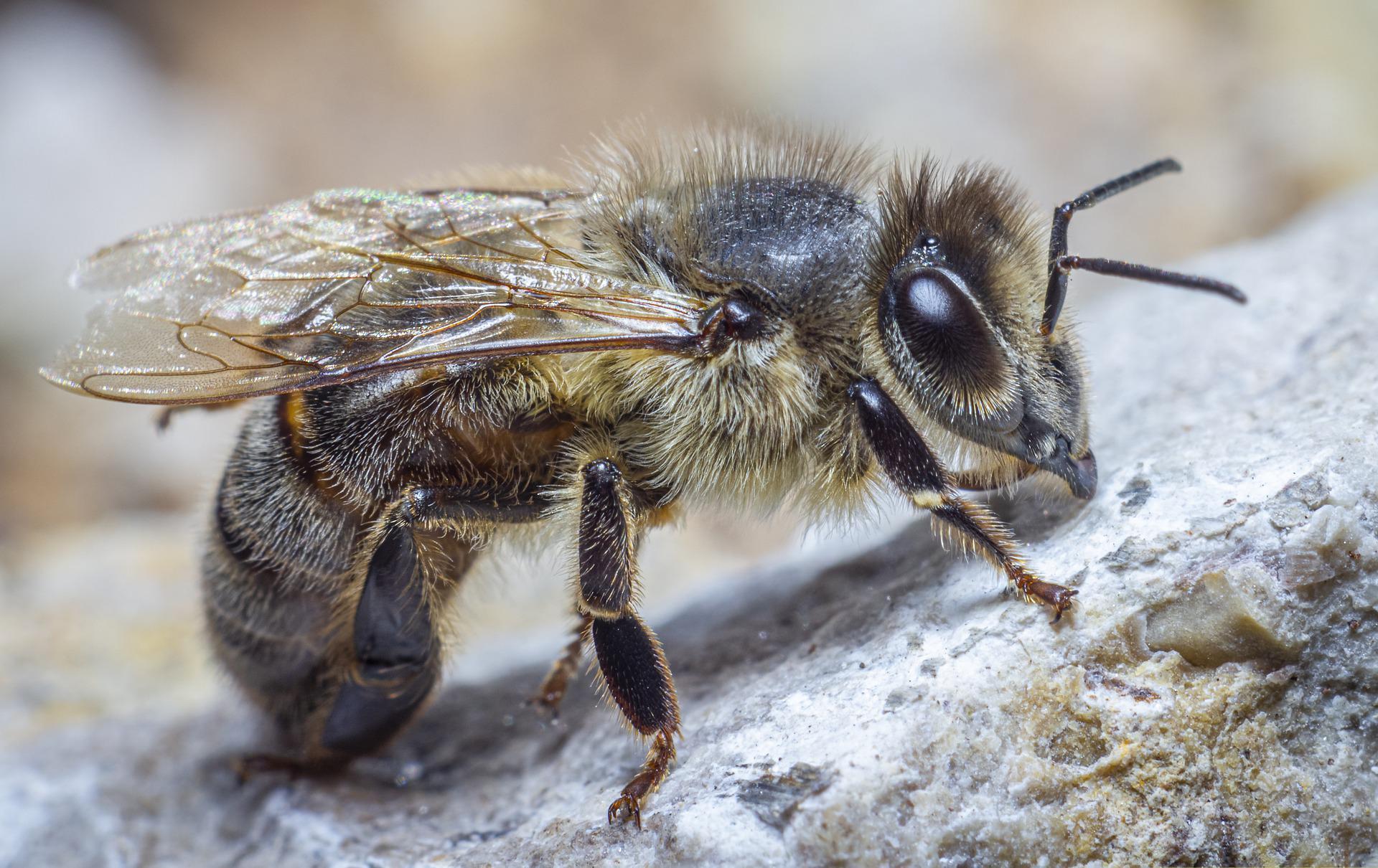 Böcek ilaçları yaban arılarına zarar veriyor
