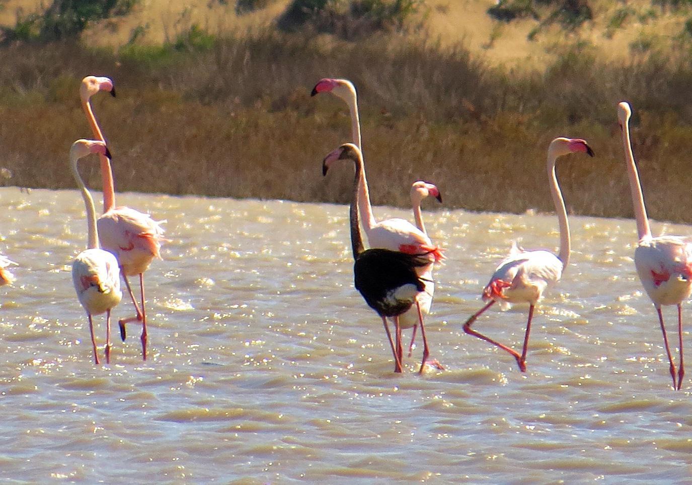 Siyah flamingo, Türkiye’de 3 yıl sonra görüldü