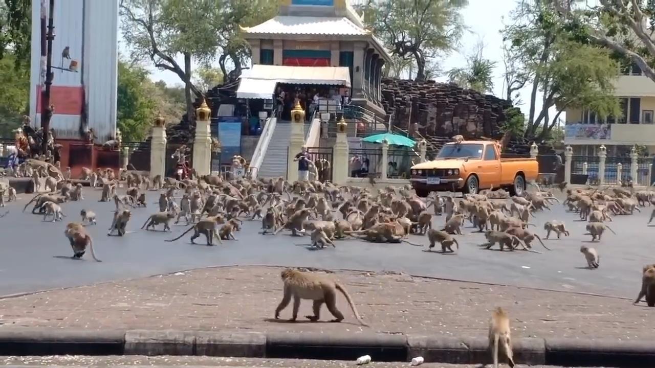 Taylandda maymunlar şehri istila etti