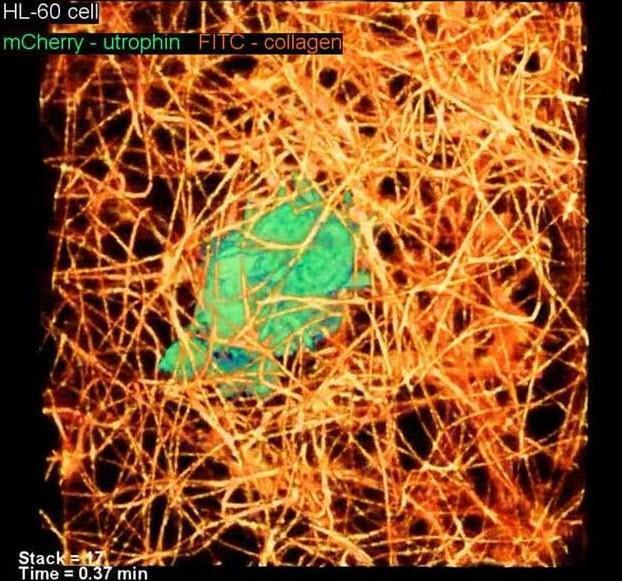 Canlı bir hücre ilk kez böyle görüntülendi