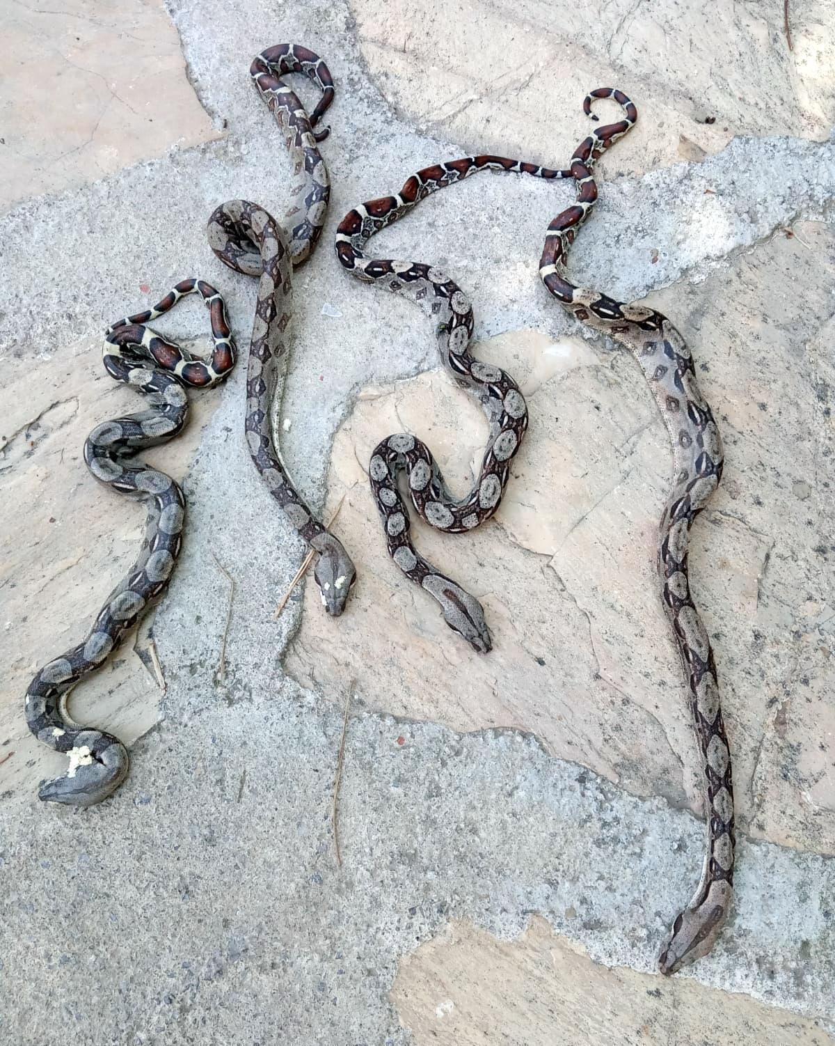 Antalyada dolaşan zehirli yılanlar vatandaşları tedirgin ediyor