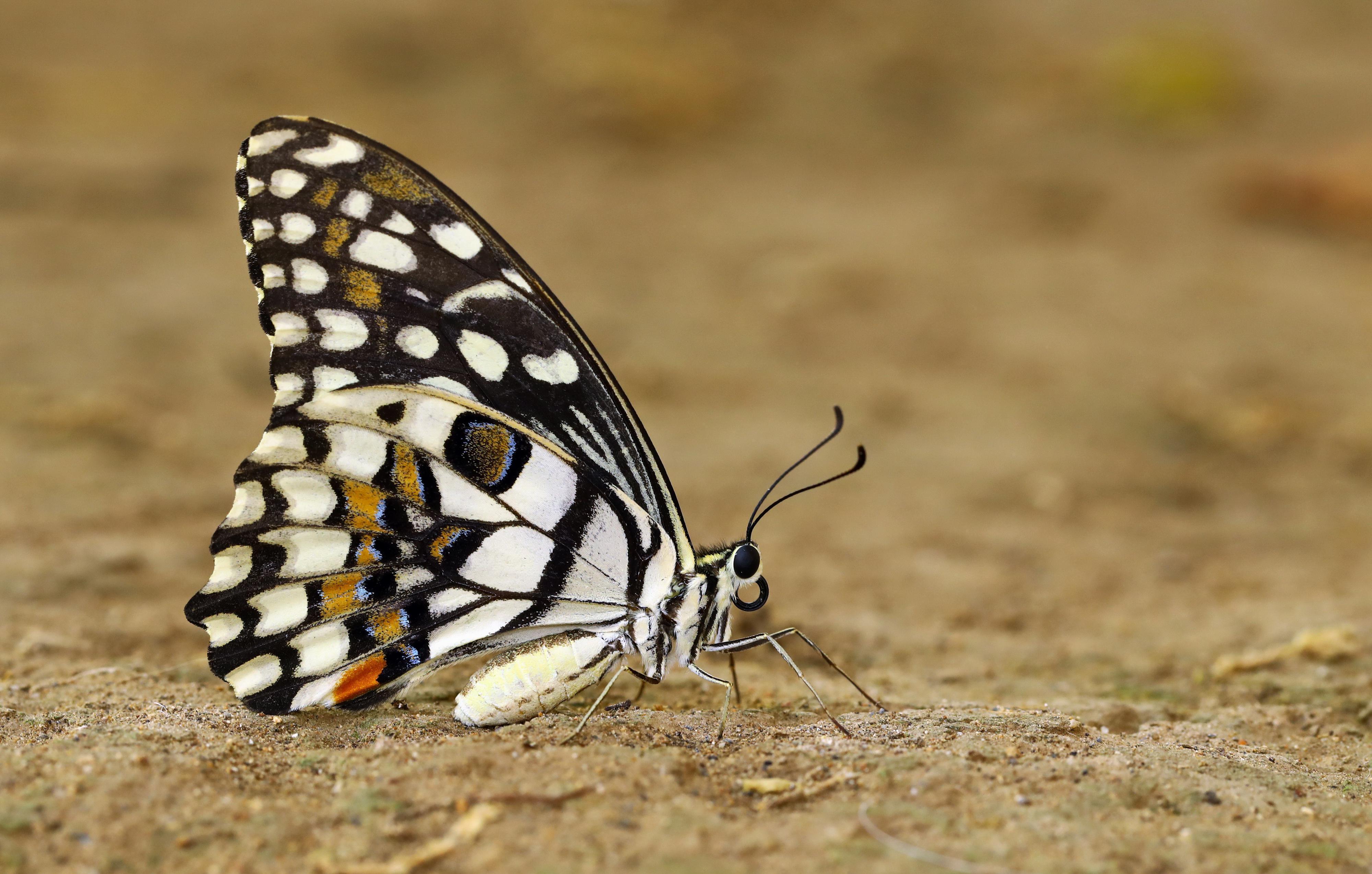KKTCde Nusaybin Güzeli kelebeği görüntülendi