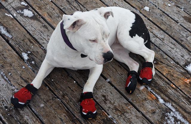 Kanye Westin moda markası köpekler için ayakkabı üretti (Köpek ayakkabıları zararlı mı)