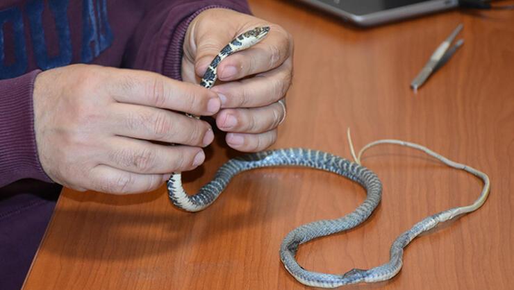 Türkiyede yeni bir yılan türü keşfedildi