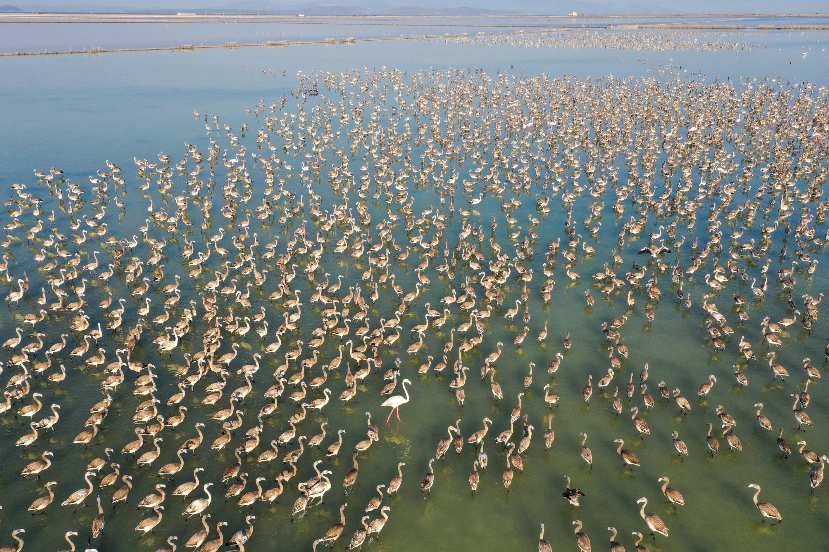 Minik flamingolar uçmayı doğal kreşte öğreniyor