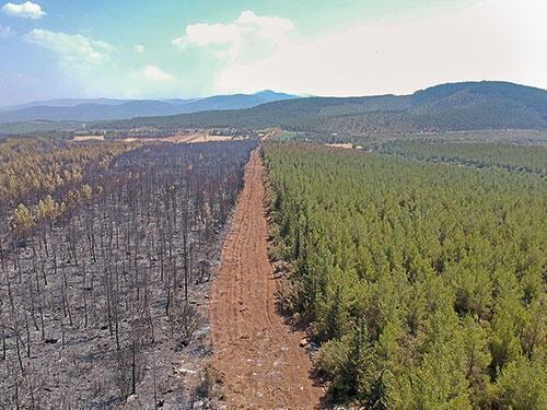 Yangınların ardından karar verildi: Türkiyedeki bütün ormanlarda yapılacak