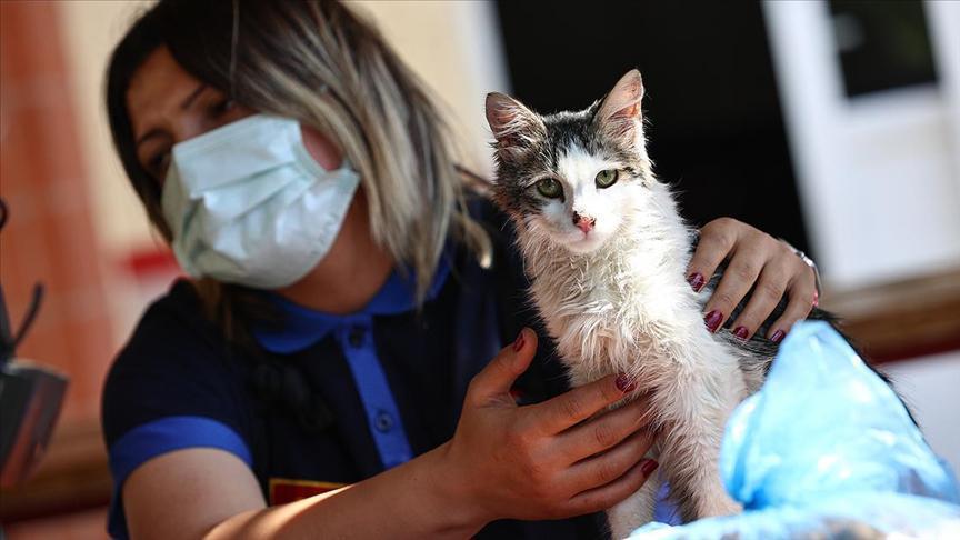 İzmir İtfaiyesi yangından kurtardıkları kediyi sahiplendi