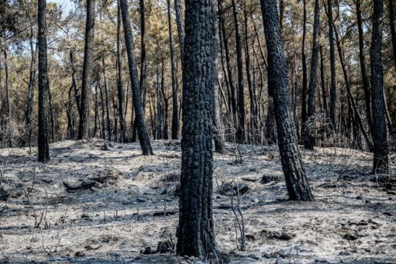 Orman yangınlarında yanan alanlar nasıl yeşillendirilecek 3 farklı yöntem...