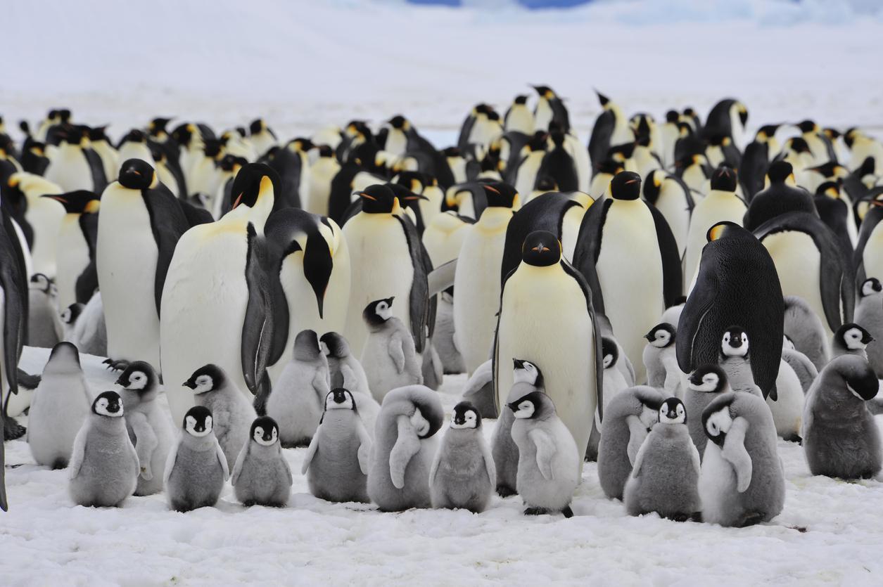 Küresel ısınma imparator penguenleri yok edebilir