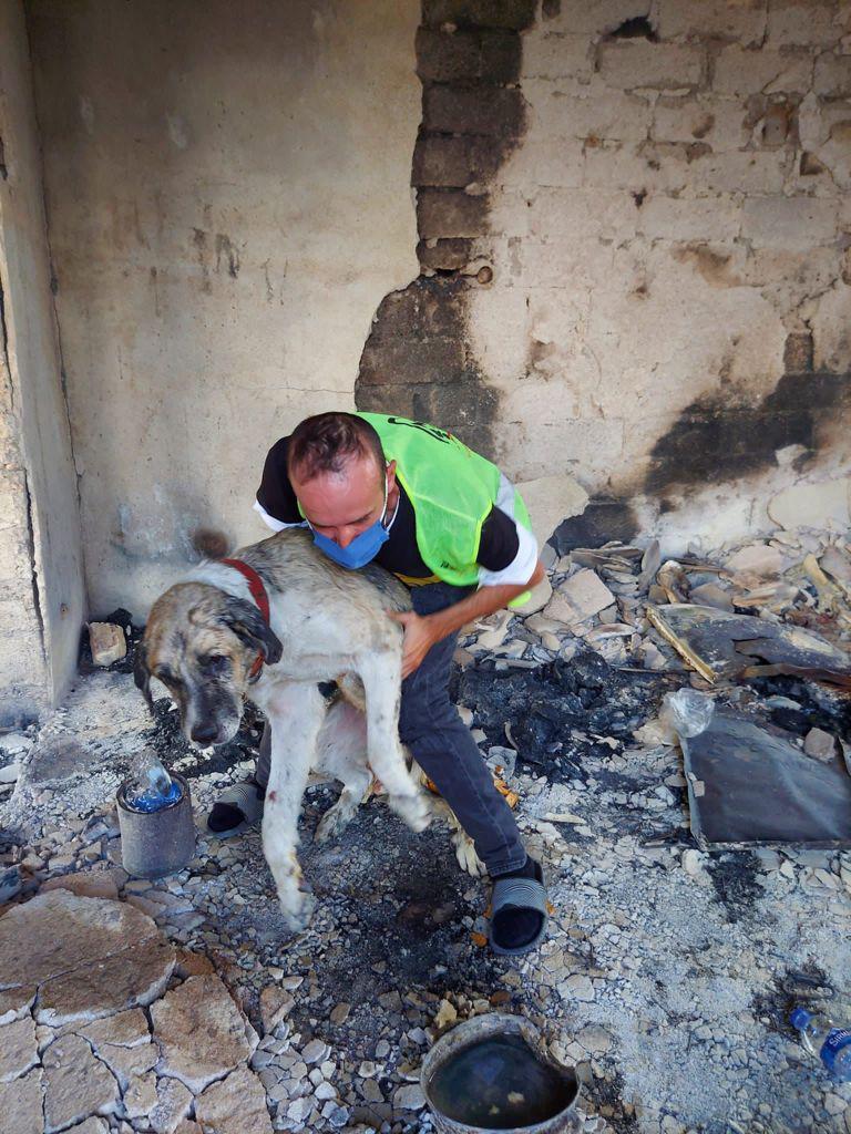 Manavgattaki yangından yaralı kurtulan köpek Şanslı tedaviye alındı