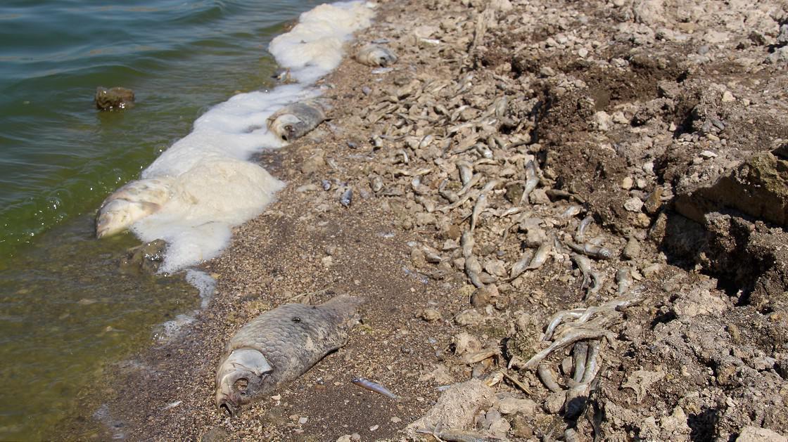 Ürküten manzara Kuraklık, balık ölümlerine neden oldu