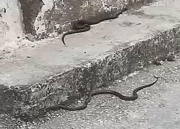 Siyah renkli yılanlar tedirginliğe neden oldu