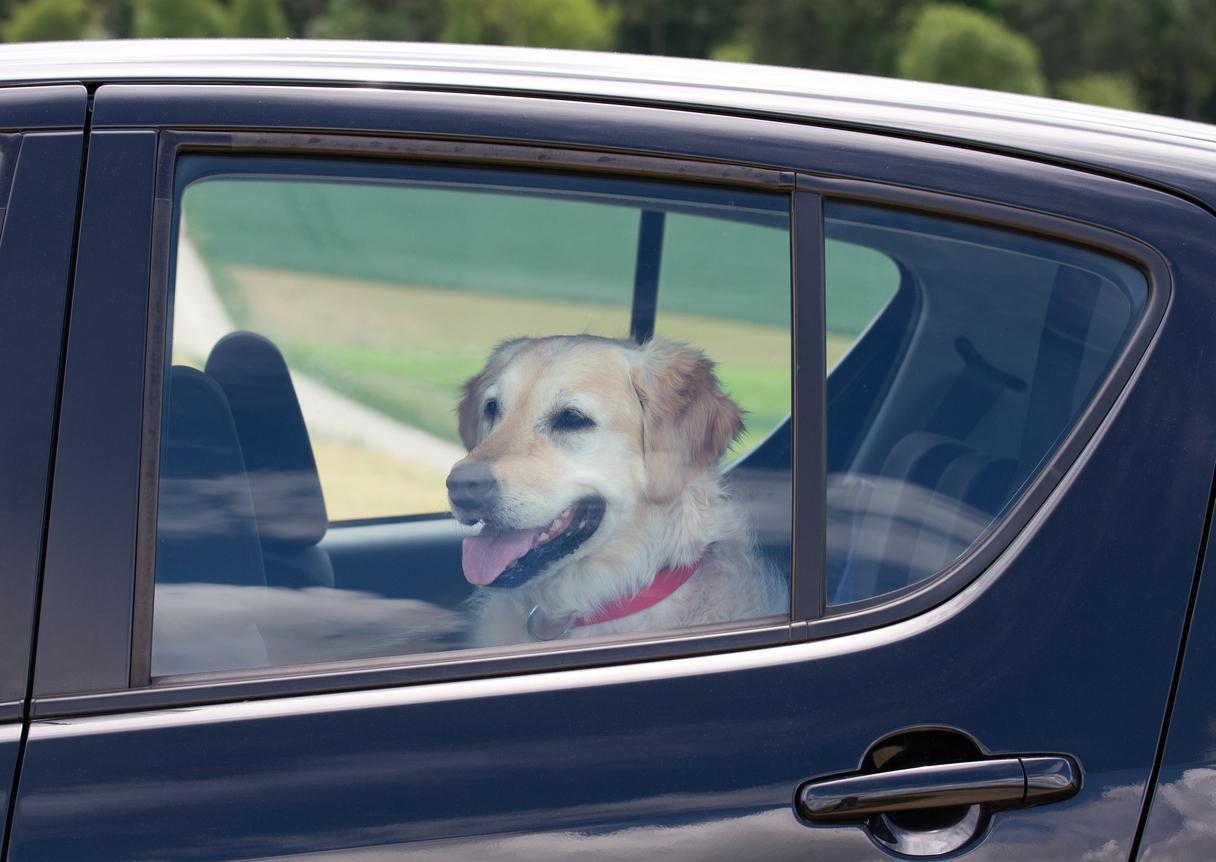 Arabanın içinde kilitli kalmış bir köpek gördüğünüzde ne yapmalısınız