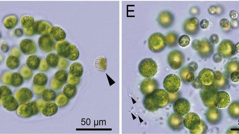 Bilim insanları, üç cinsiyete sahip alg türü keşfetti