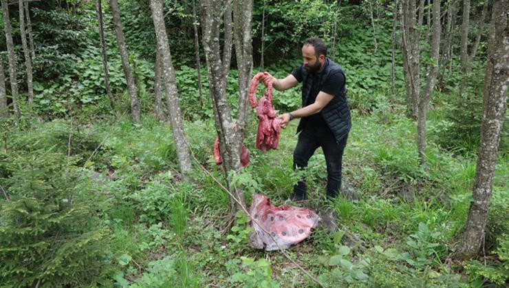 Trabzonda tedirgin eden olay Ormanlık alanda ağaçlara sakatat et asıyorlar