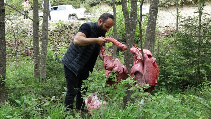 Trabzonda tedirgin eden olay Ormanlık alanda ağaçlara sakatat et asıyorlar