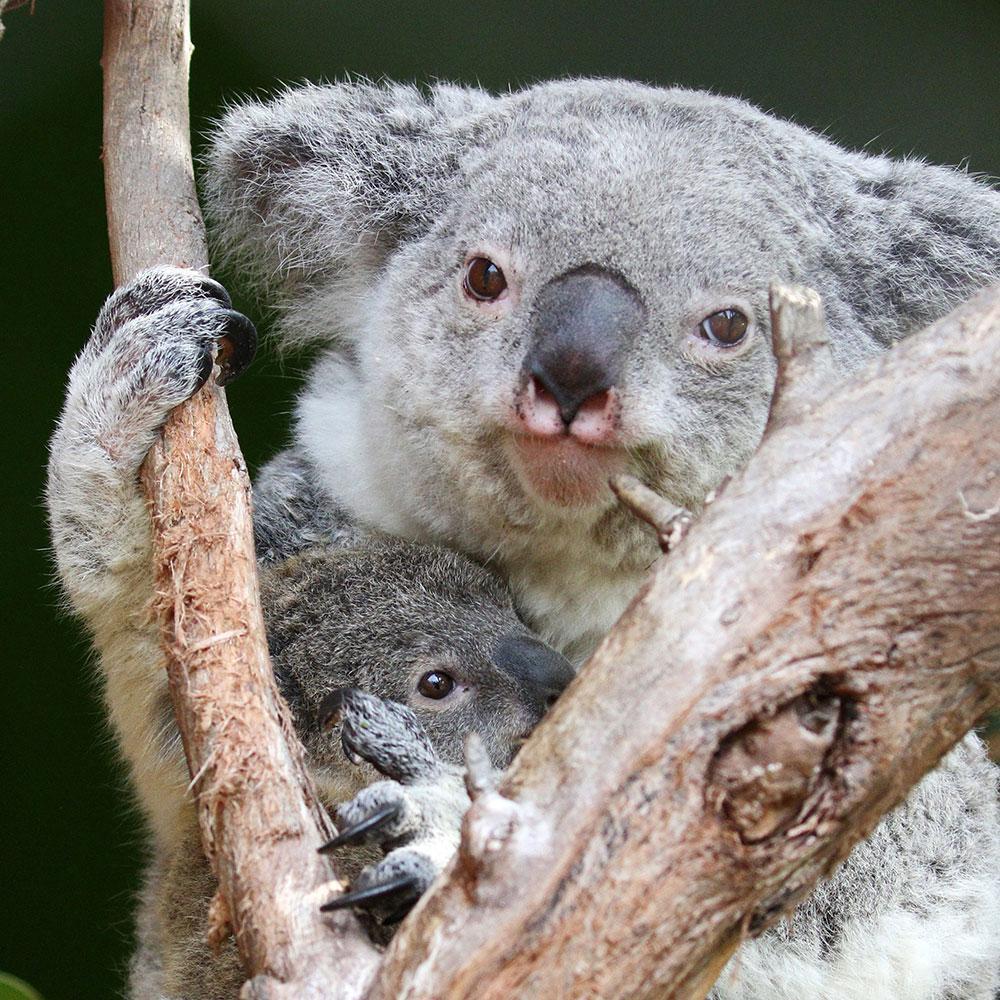 Dünyanın en yaşlı koalası Lottie, hayatını kaybetti