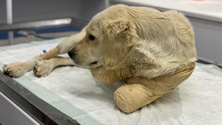 Patileri kesilmiş halde bulunan yavru köpek hayati tehlikeyi atlattı