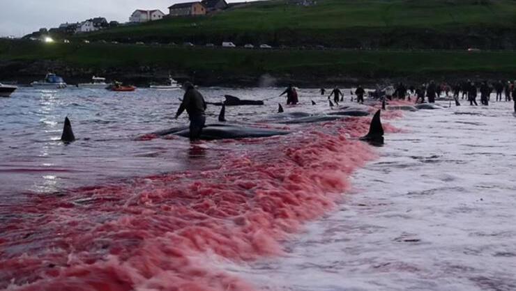 Faroe Adalarında katliam Ortalık kan gölüne döndü