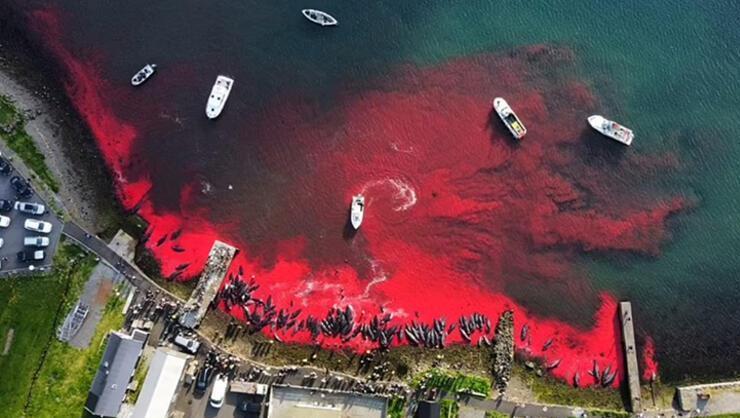 Faroe Adalarında katliam Ortalık kan gölüne döndü