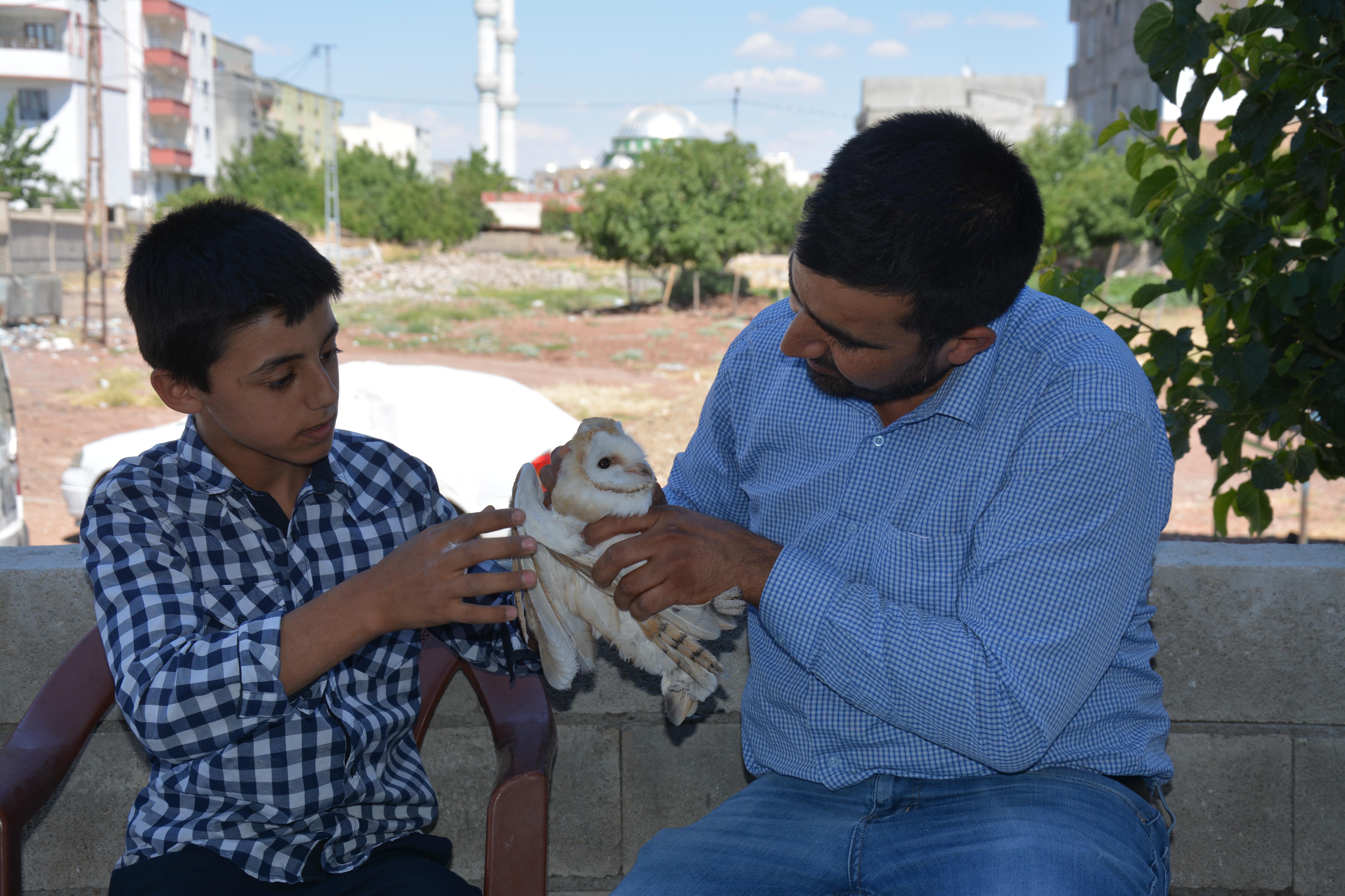 Yaralı bulunan peçeli baykuş korumaya alındı