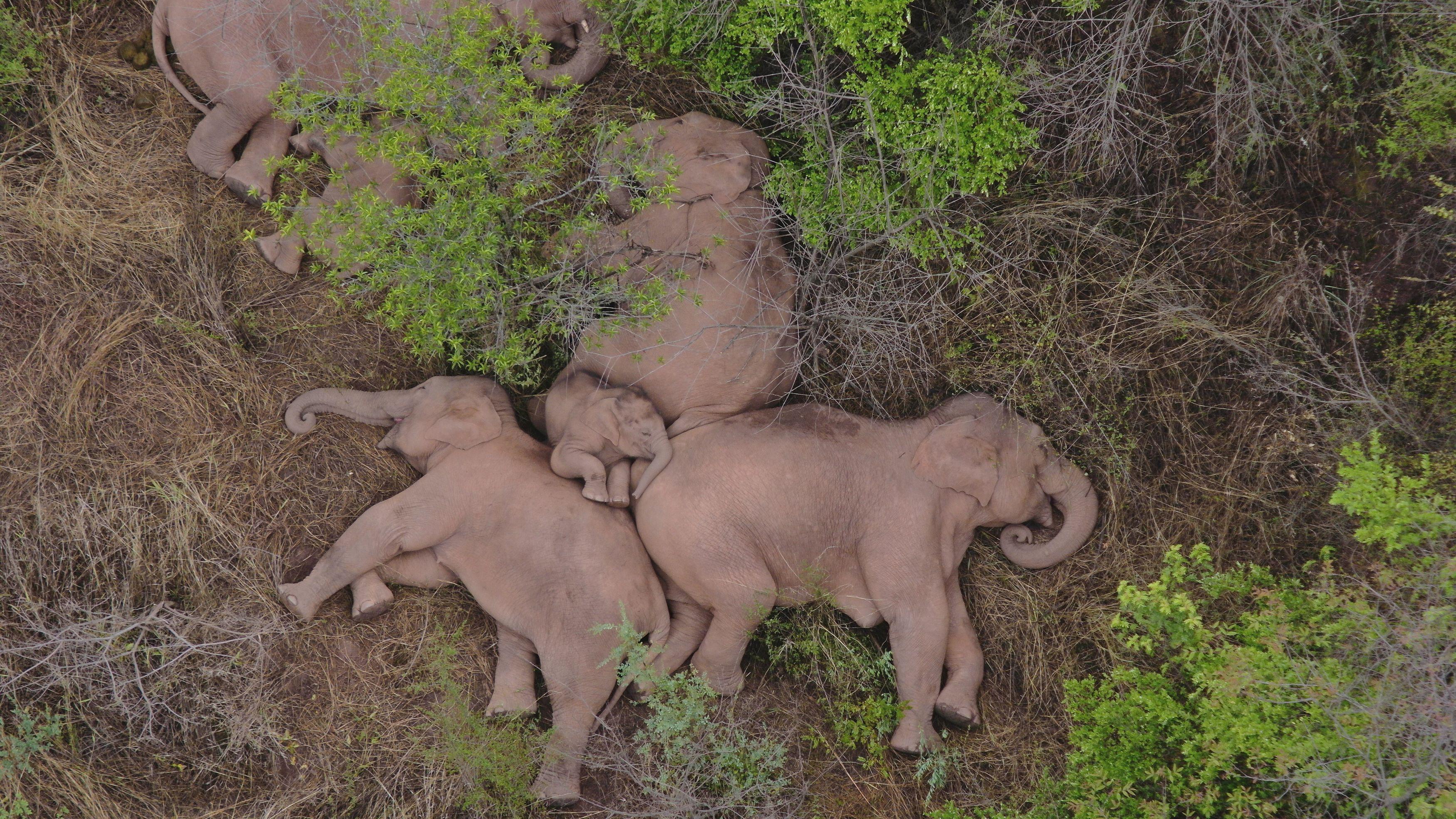 Parktan kaçan filler uyurken görüntülendi