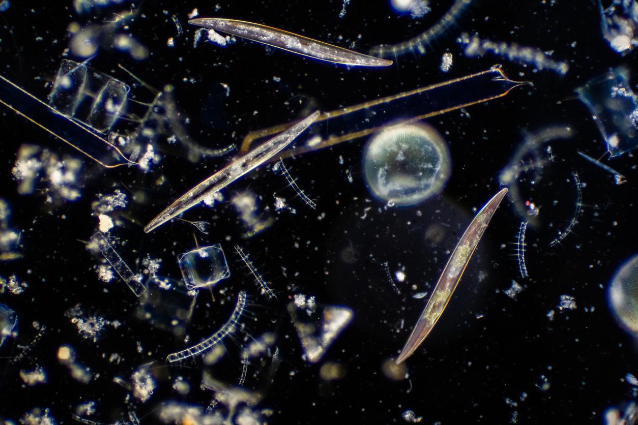 Plankton nedir Plankton nasıl oluşur Plankton zehirli mi