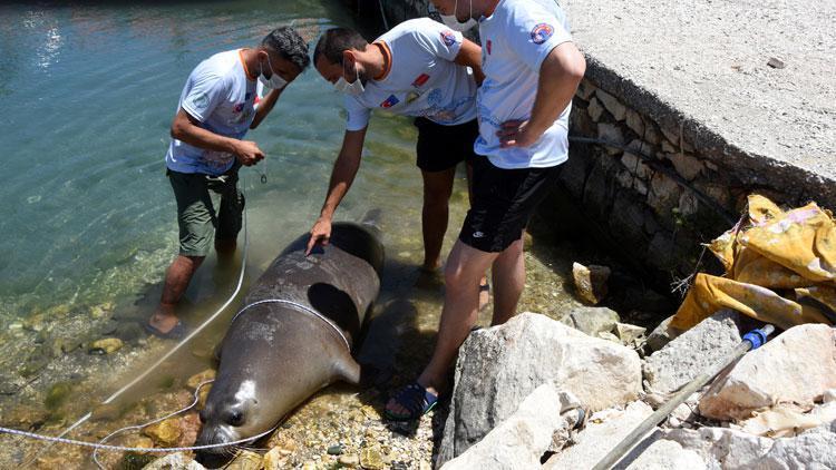 Antalyada üzücü olay Ölü Akdeniz foku kıyıya vurdu...