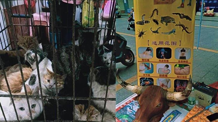 Salgının başladığı Çin’den en çok tüketilen vahşi hayvana yasak geldi